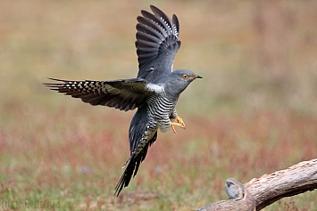 Common Cuckoo | Male