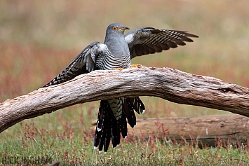 Common Cuckoo | Male