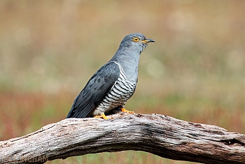 Common Cuckoo | Male