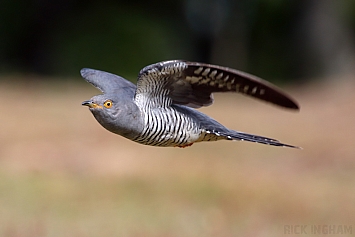 Common Cuckoo | Male