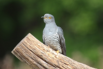 Common Cuckoo | Male