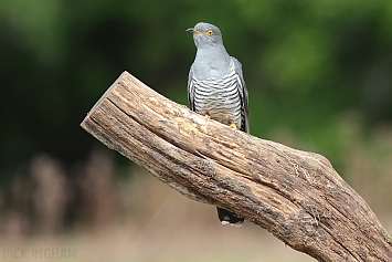 Common Cuckoo | Male