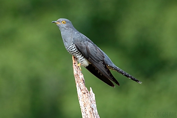 Common Cuckoo | Male