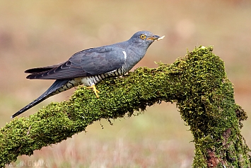 Common Cuckoo | Male