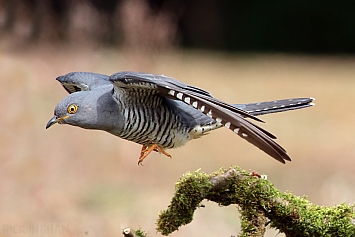 Common Cuckoo | Male