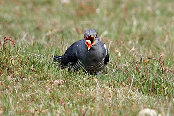 Common Cuckoo | Male