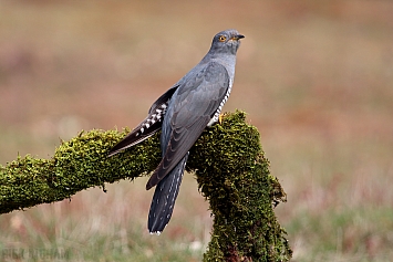 Common Cuckoo | Male