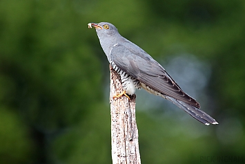 Common Cuckoo | Male