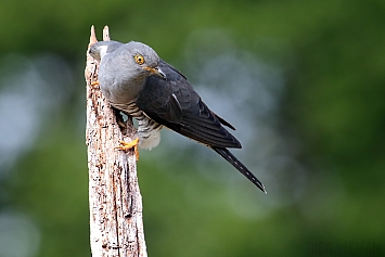 Common Cuckoo | Male