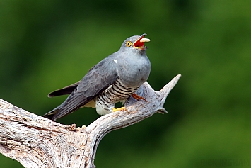 Common Cuckoo | Male