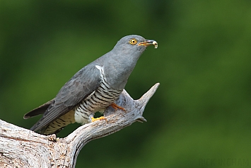 Common Cuckoo | Male