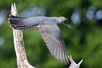 Common Cuckoo | Male