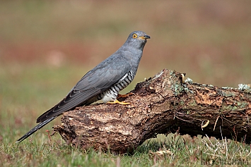 Common Cuckoo | Male