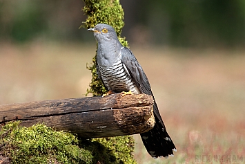 Common Cuckoo | Male