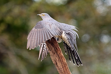 Common Cuckoo | Male