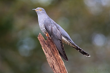 Common Cuckoo | Male