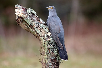 Common Cuckoo | Male