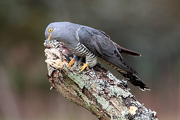 Common Cuckoo | Male