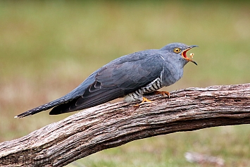 Common Cuckoo | Male