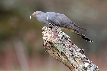 Common Cuckoo | Male