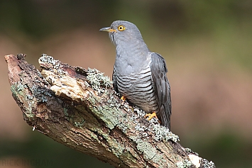 Common Cuckoo | Male