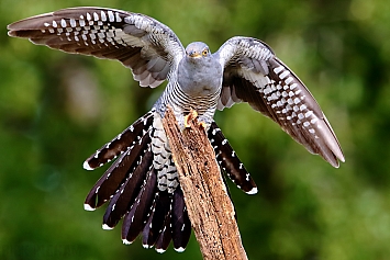 Common Cuckoo | Male