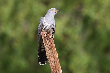 Common Cuckoo | Male