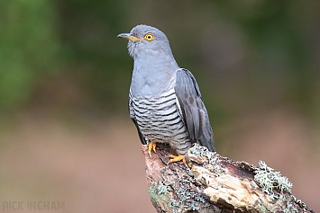 Common Cuckoo | Male