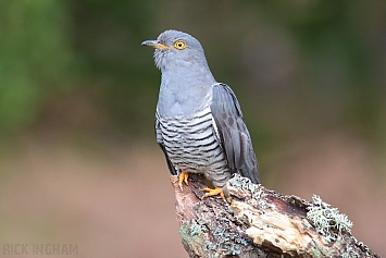 Common Cuckoo | Male