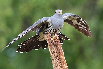 Common Cuckoo | Male