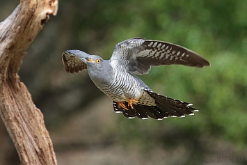 Common Cuckoo | Male