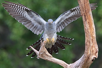 Common Cuckoo | Male