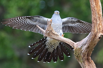 Common Cuckoo | Male