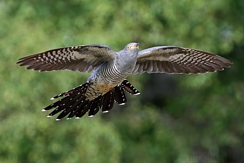 Common Cuckoo | Male