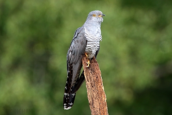 Common Cuckoo | Male