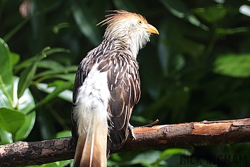 Guira Cuckoo