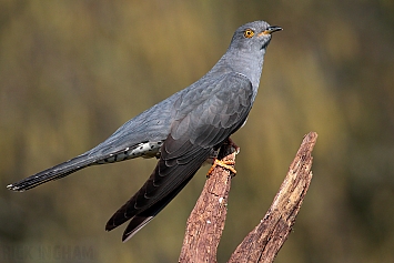 Common Cuckoo | Male