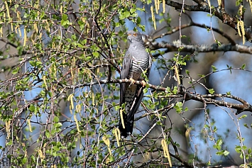 Common Cuckoo | Male