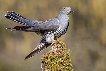 Common Cuckoo | Male