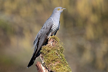 Common Cuckoo | Male