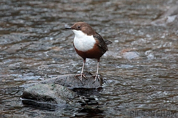 Dipper