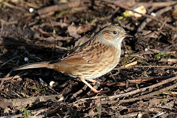 Dunnock