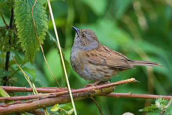 Dunnock
