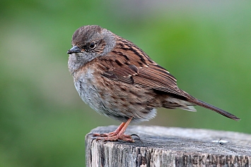 Dunnock