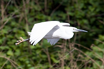 Egrets