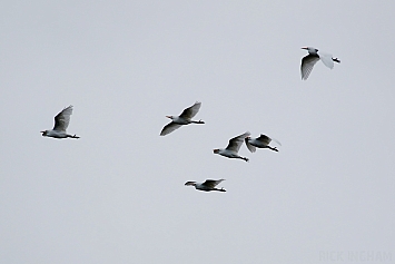 Cattle Egret