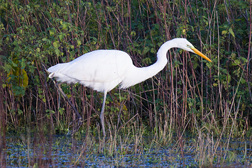 Great White Egret