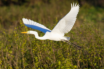 Great White Egret