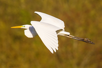 Great White Egret