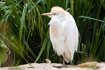 Cattle Egret